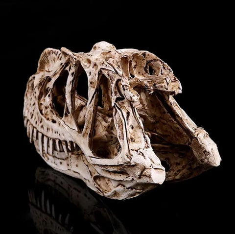 Statua di cranio di dinosauro Ceratosaurus 11 cm
