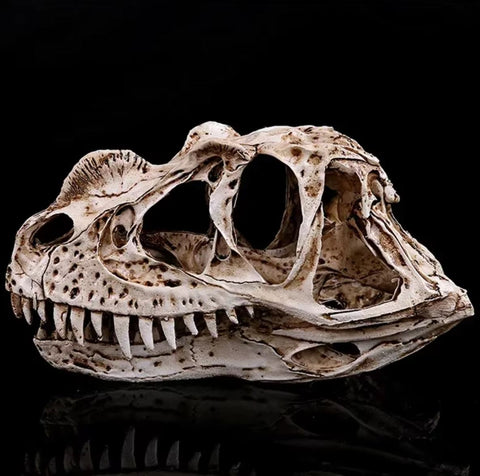 Statua di cranio di dinosauro Ceratosaurus 11 cm