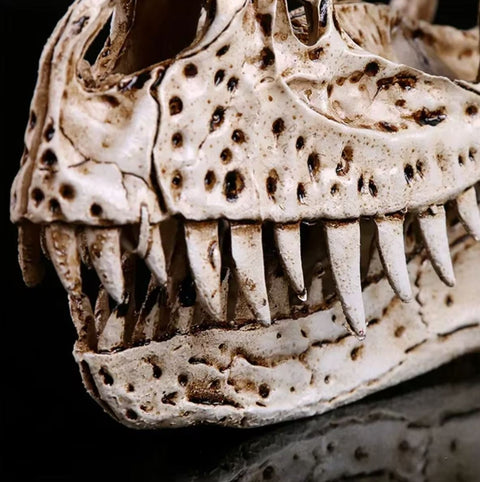 Statua di cranio di dinosauro Ceratosaurus 11 cm