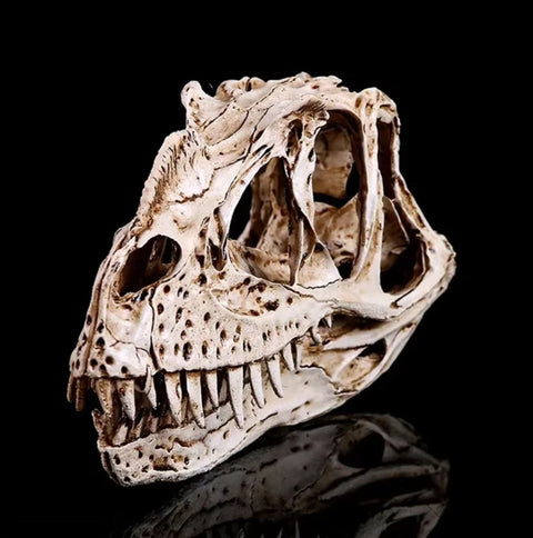 Statua di cranio di dinosauro Ceratosaurus 11 cm
