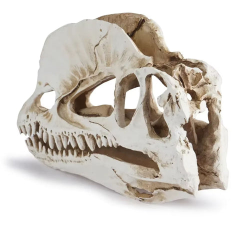 Statua teschio di dinosauro 12 cm