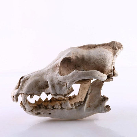 Statua del teschio<br> Cranio animale cane/lupo 14 cm