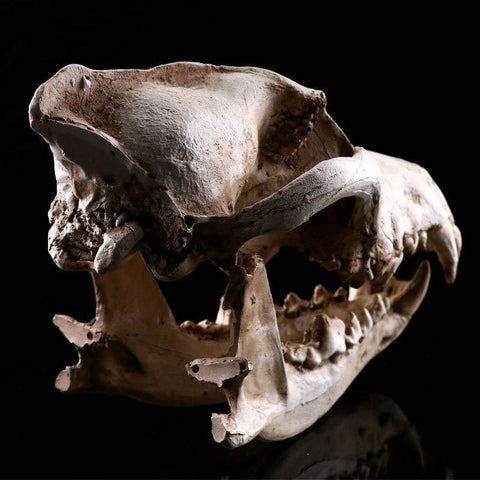 Statua del teschio<br> Cranio animale cane/lupo 14 cm