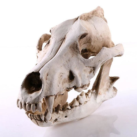 Statua del teschio<br> Cranio animale cane/lupo 14 cm