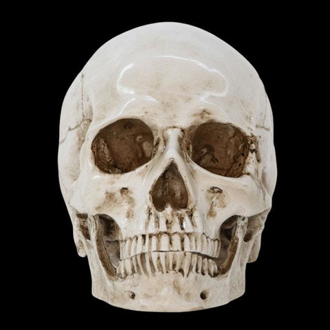 Statua del teschio<br> Teschio 16 cm