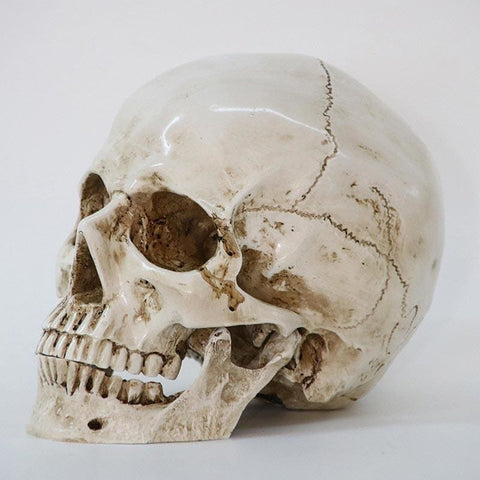 Statua del teschio<br> Teschio 16 cm
