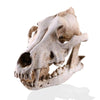 Statua del teschio<br> Cranio animale cane/lupo 14 cm