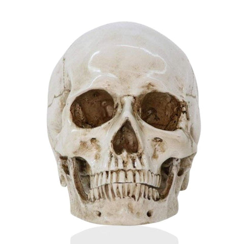 Statua del teschio<br> Teschio 16 cm