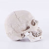 Statua del teschio<br> Decorazione 14 cm