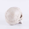 Statua del teschio<br> Decorazione 14 cm
