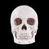 statue tete de mort decoration